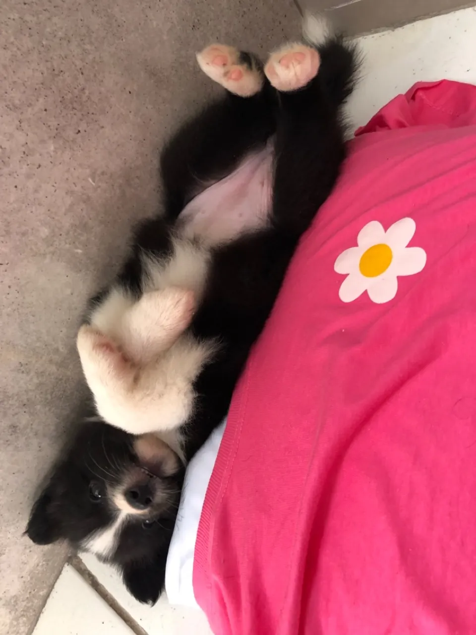 Filhote Border Collie fêmea