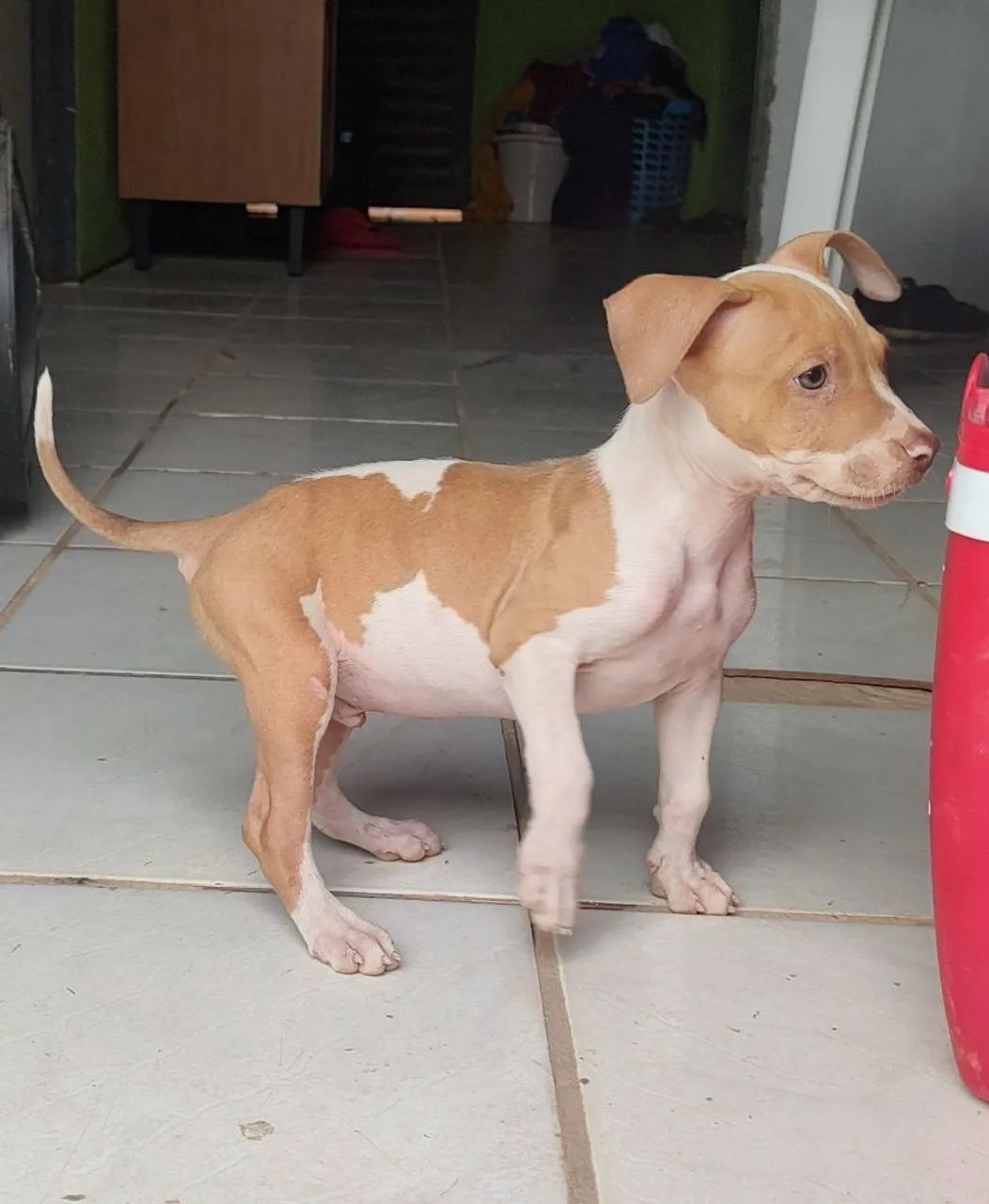 Filhote Pitbull ( Apbt)