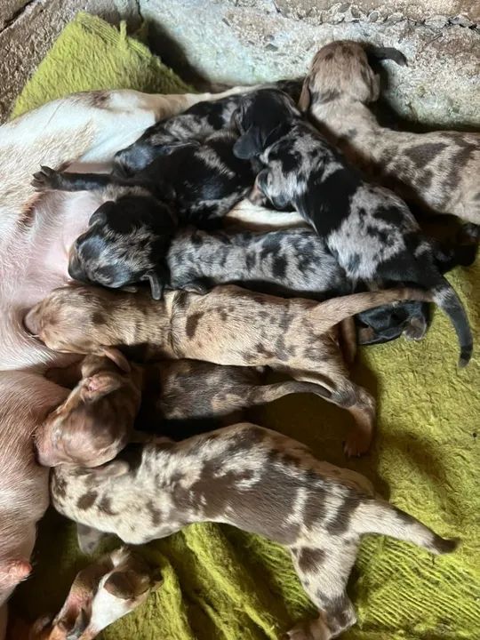 DACHSHUNDS KANINCHEN/ANÕES ALTO PADRÃO PARA EXIGENTES  - Foto 4