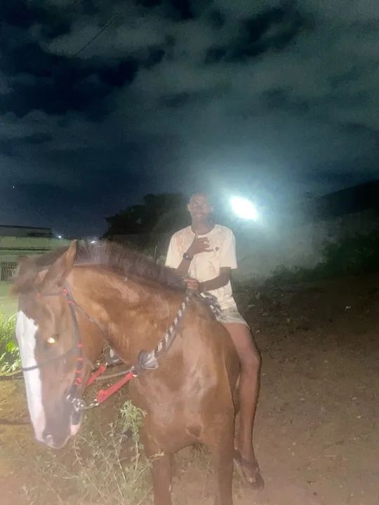 Égua mangalarga paulista marcha picada e batida dócil pra adulto e criança muito esperta  - Foto 5