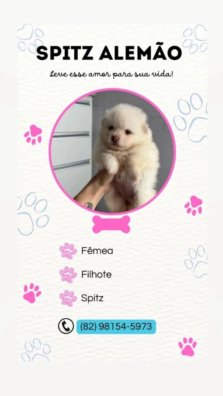 Spitz Alemão 