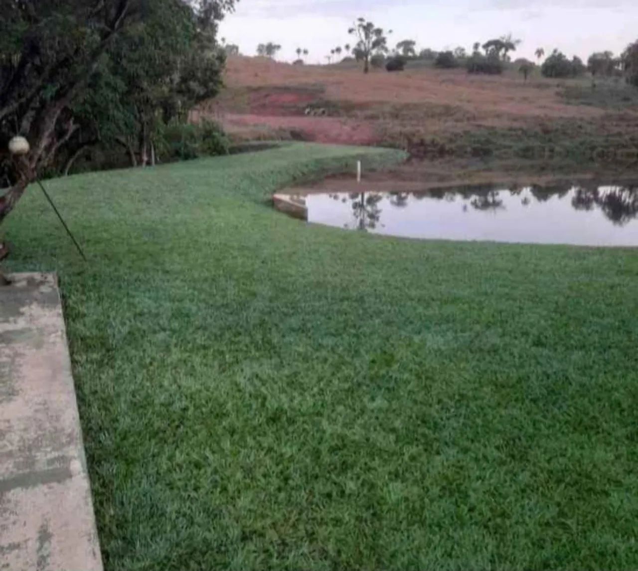 Gramas em geral! - Foto 6