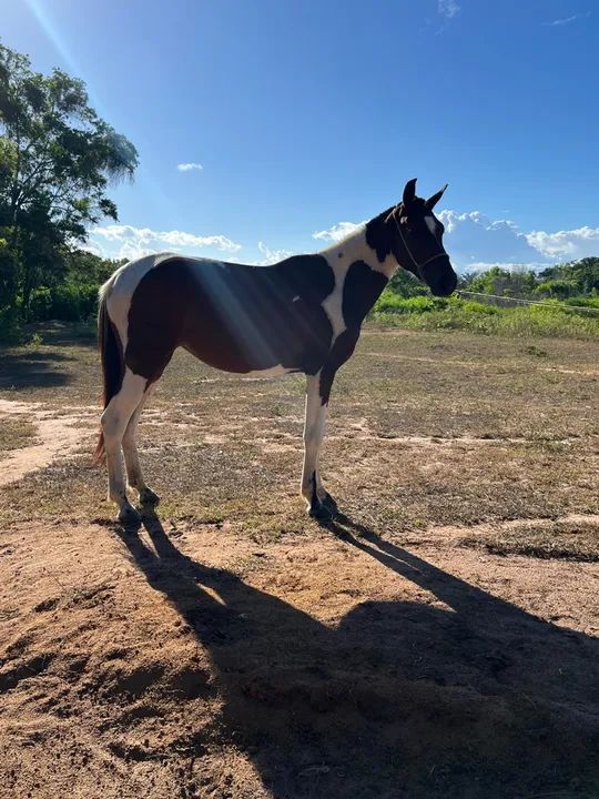 Potra á venda  - Foto 3