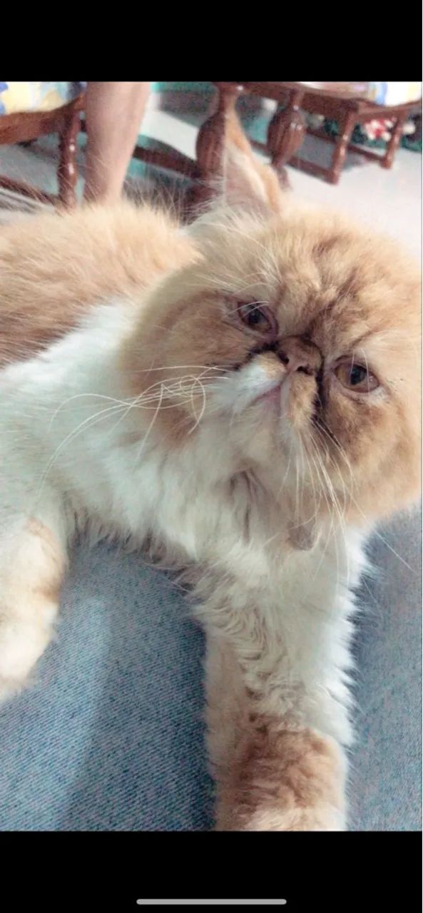 Gata persa fêmea filhote