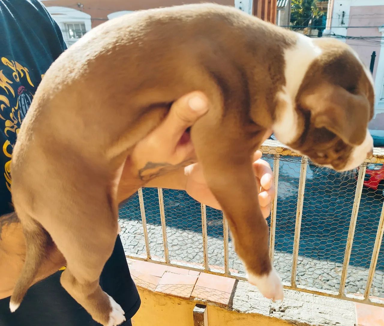 Pitbull APBT x RED NOSE  - Foto 2