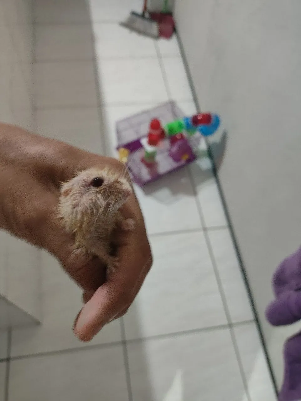 Hamster filhote