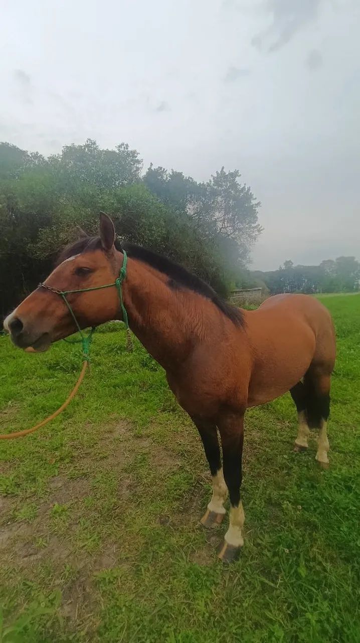 Cavalo crioulo - Foto 2