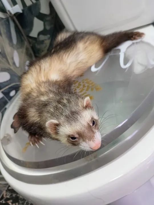 VENDO FURÃO (FERRET) - Foto 3