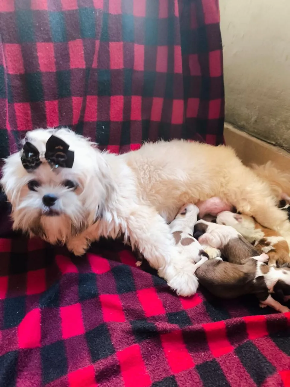 Filhotes Shih Tzu