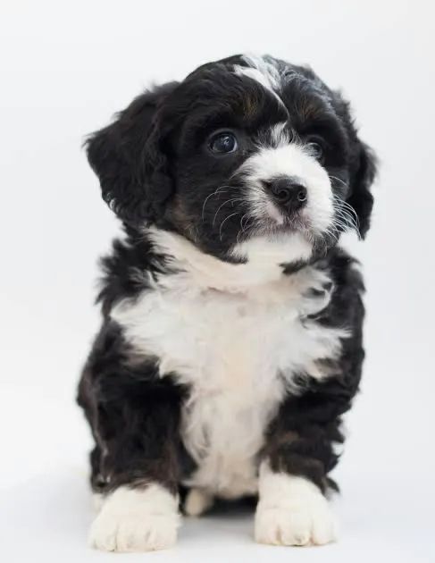Shipoo caminha de brinde chame no zap (85)99990.2592