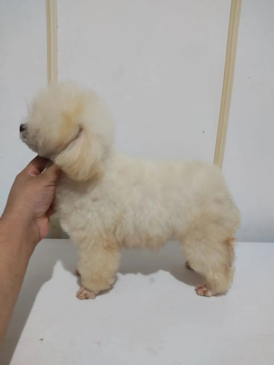 Poodle Micro Toy Fêmea  - Foto 2