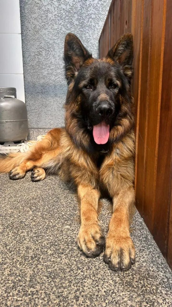 Filhotes de Pastor Alemão Fêmea Preto Sólido Pelo Longo (Pedigree, CBPA, Radiografado - Foto 2