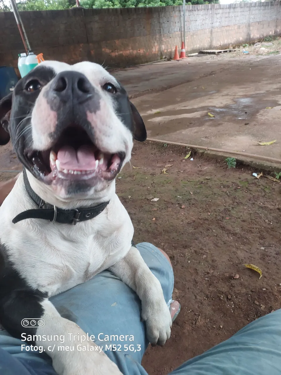 Pitbull lindo filhotes