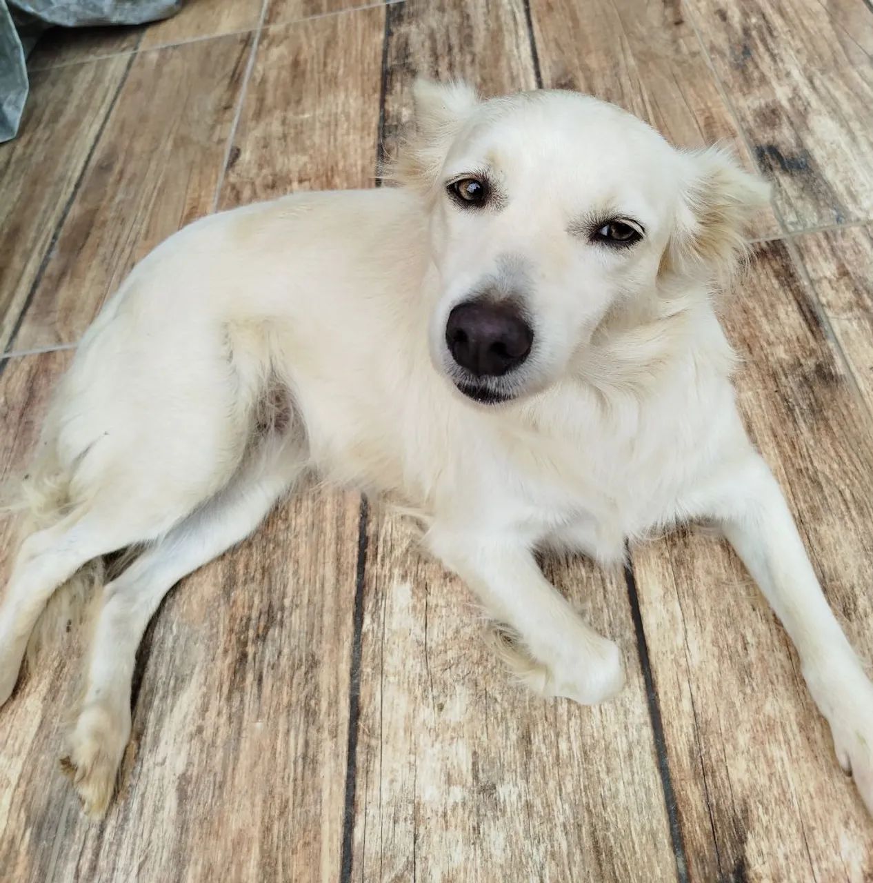 Doação cachorra - Foto 6