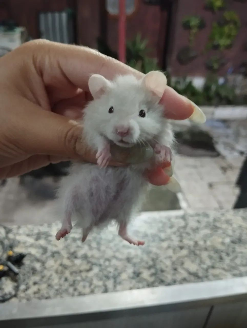 Doação de hamester 