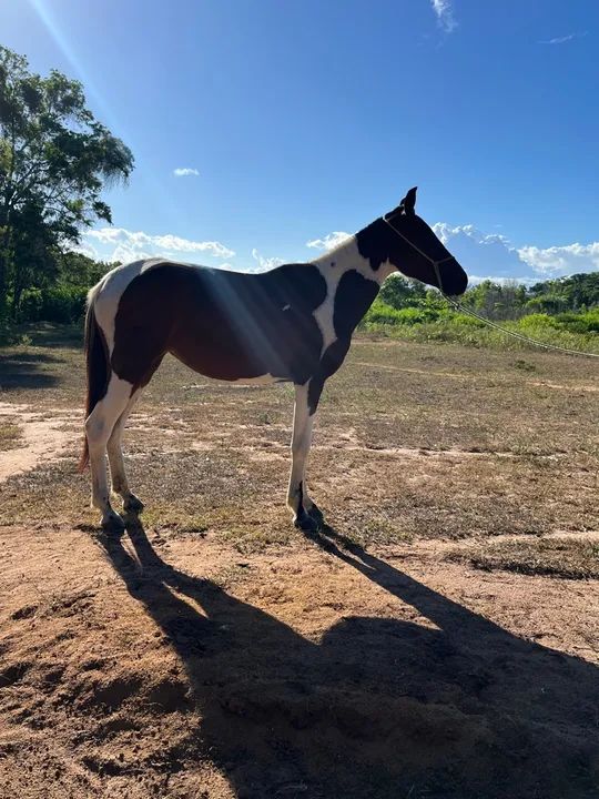 Potra á venda  - Foto 2