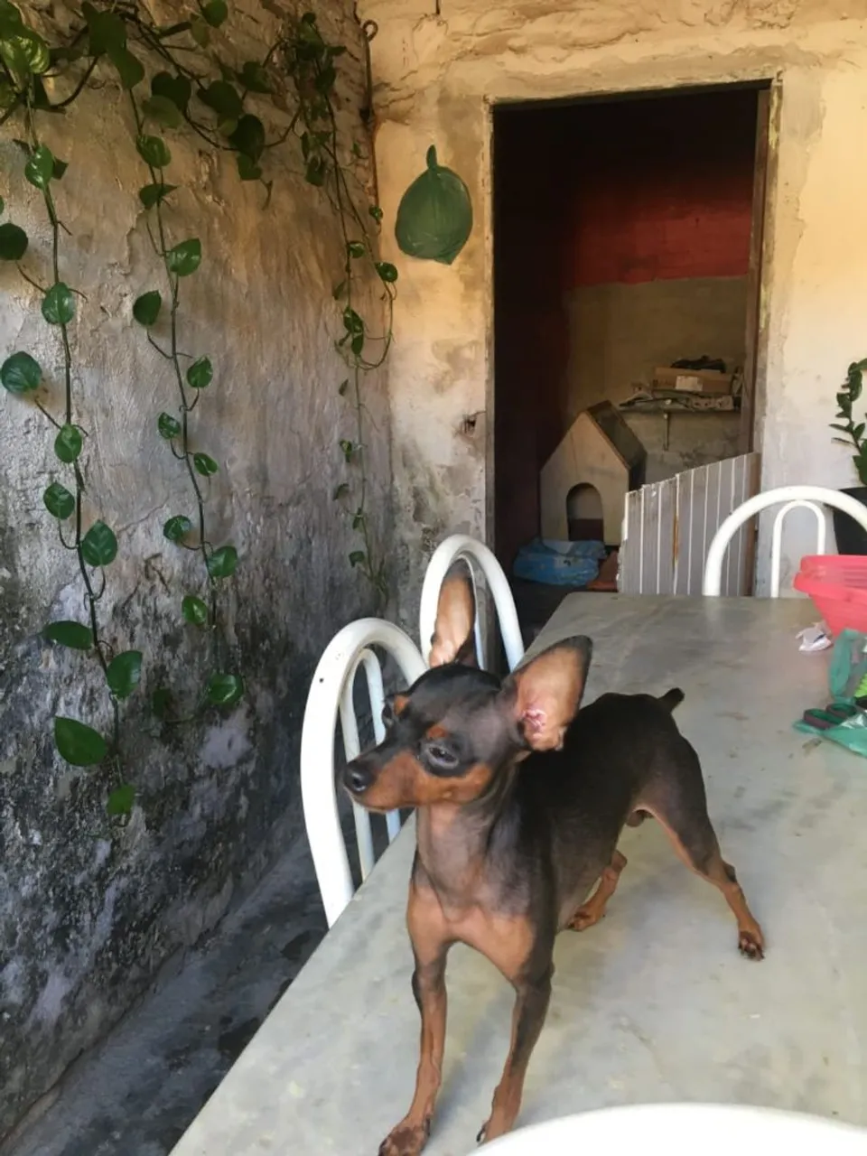 Pinscher Macho para cruza 