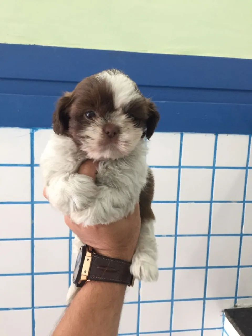 Shih tzu- Filhotes Imunizados com Vacinas Importadas - Saúde é Prioridade