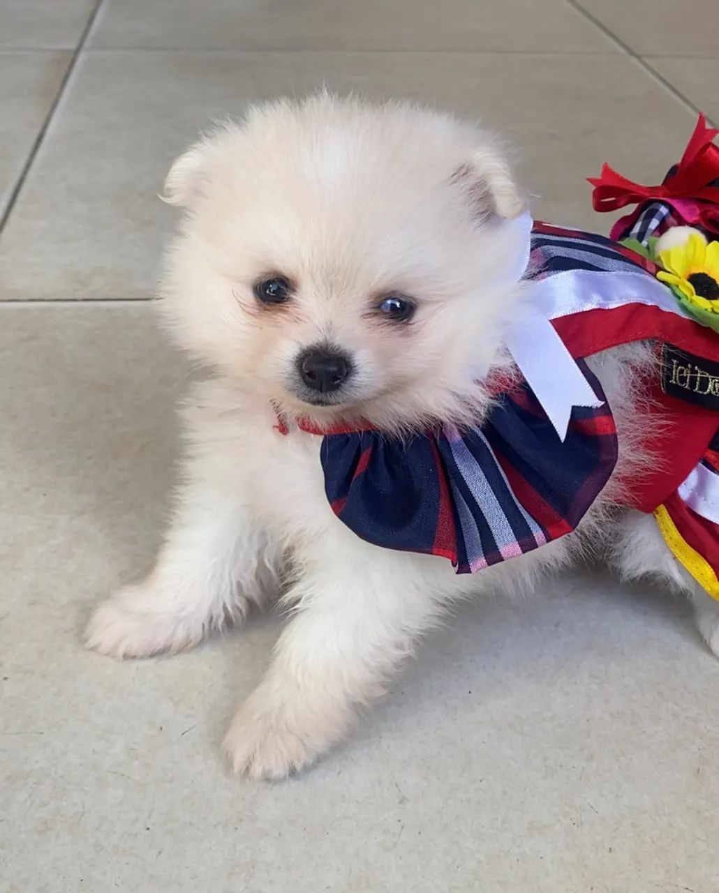 Filhote de Spitz Alemão disponíveis  - Foto 2