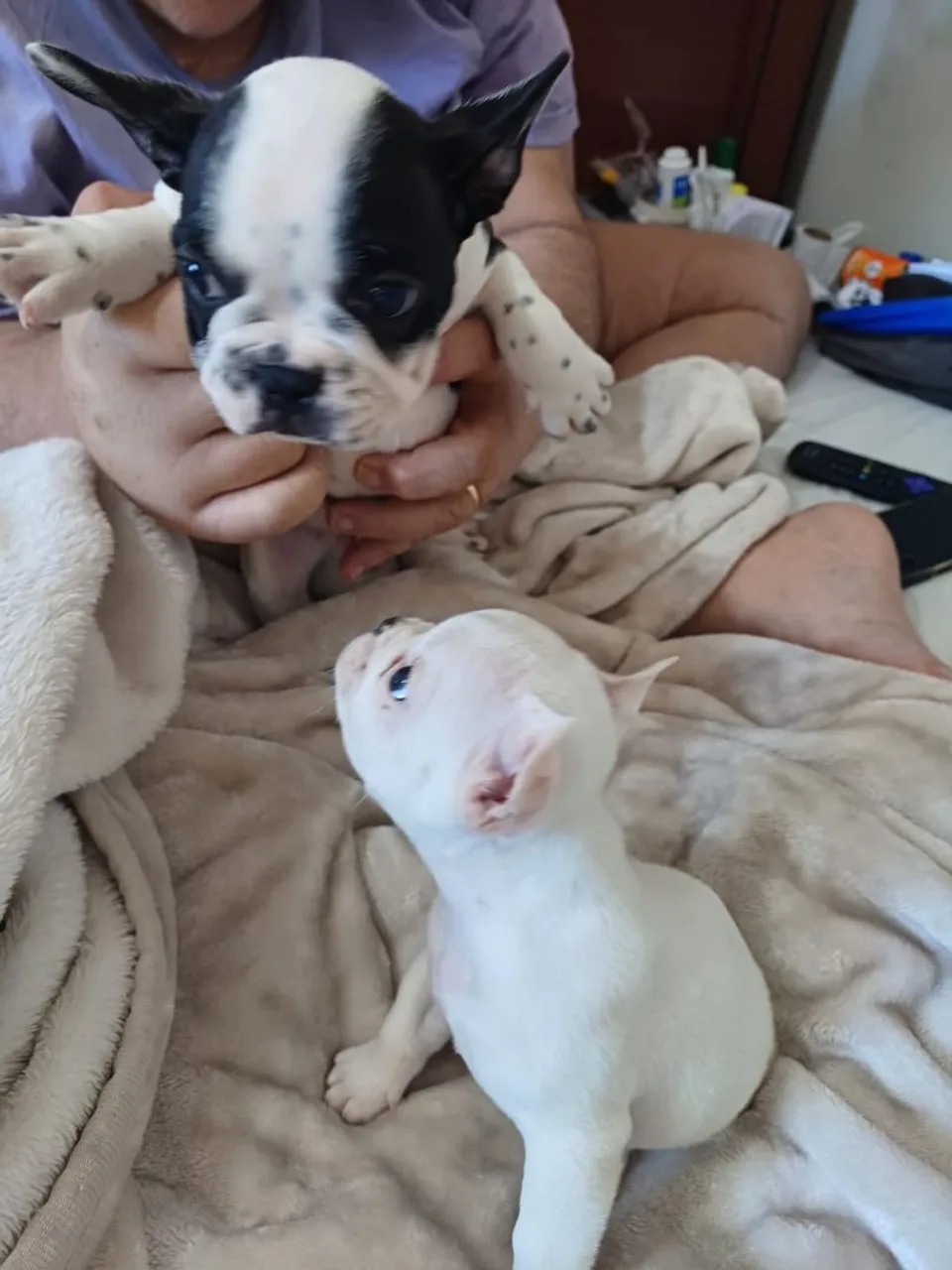 Filhotes de Bulldog Francês