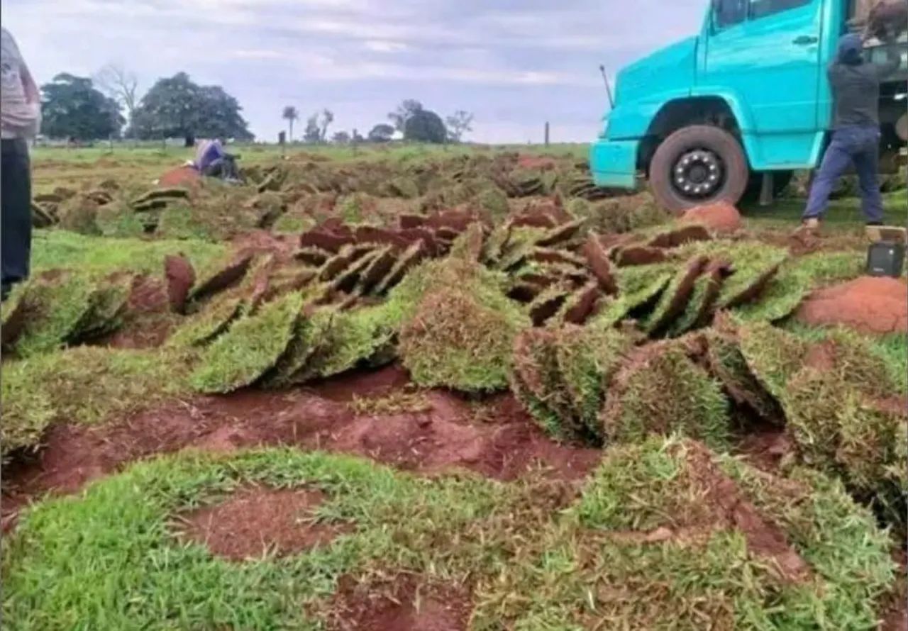 Gramas a partir de 6,99 ó m2 já plantado! - Foto 4