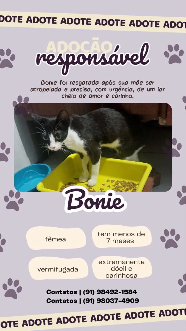 Adoçao gatinha de 4 meses - Foto 3