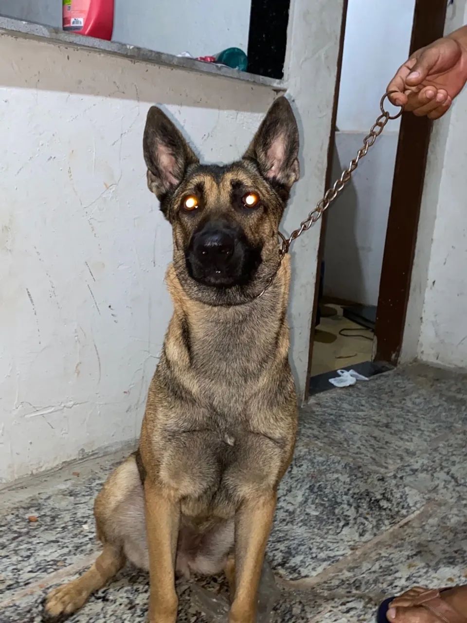 PASTO ALEMÃO BELGA MALINOÁ