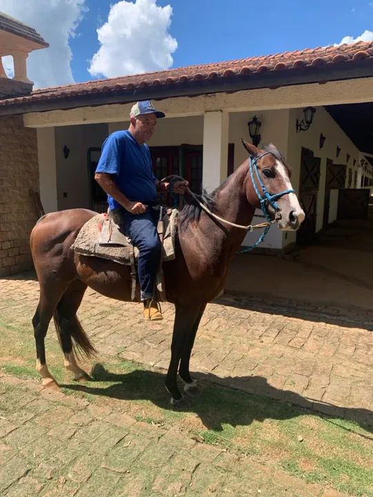 Cavalo castrado Paint Horse castanho 