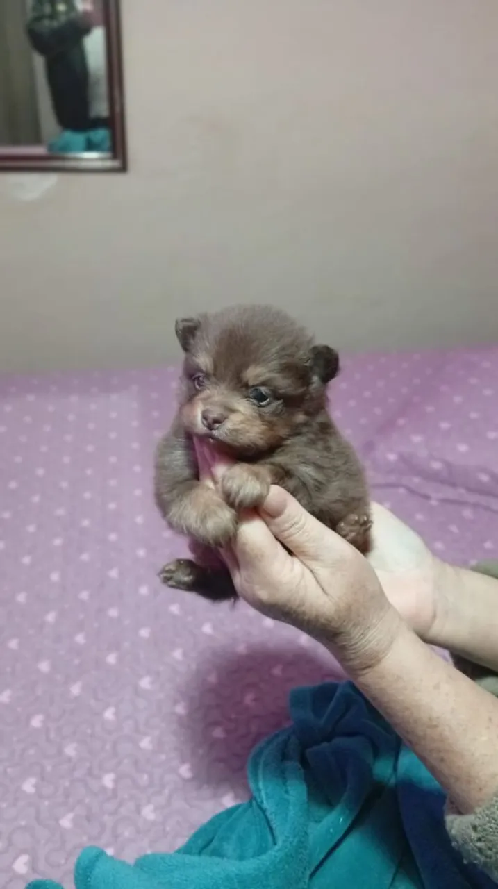 Machinho de spitz alemao anão chocotan