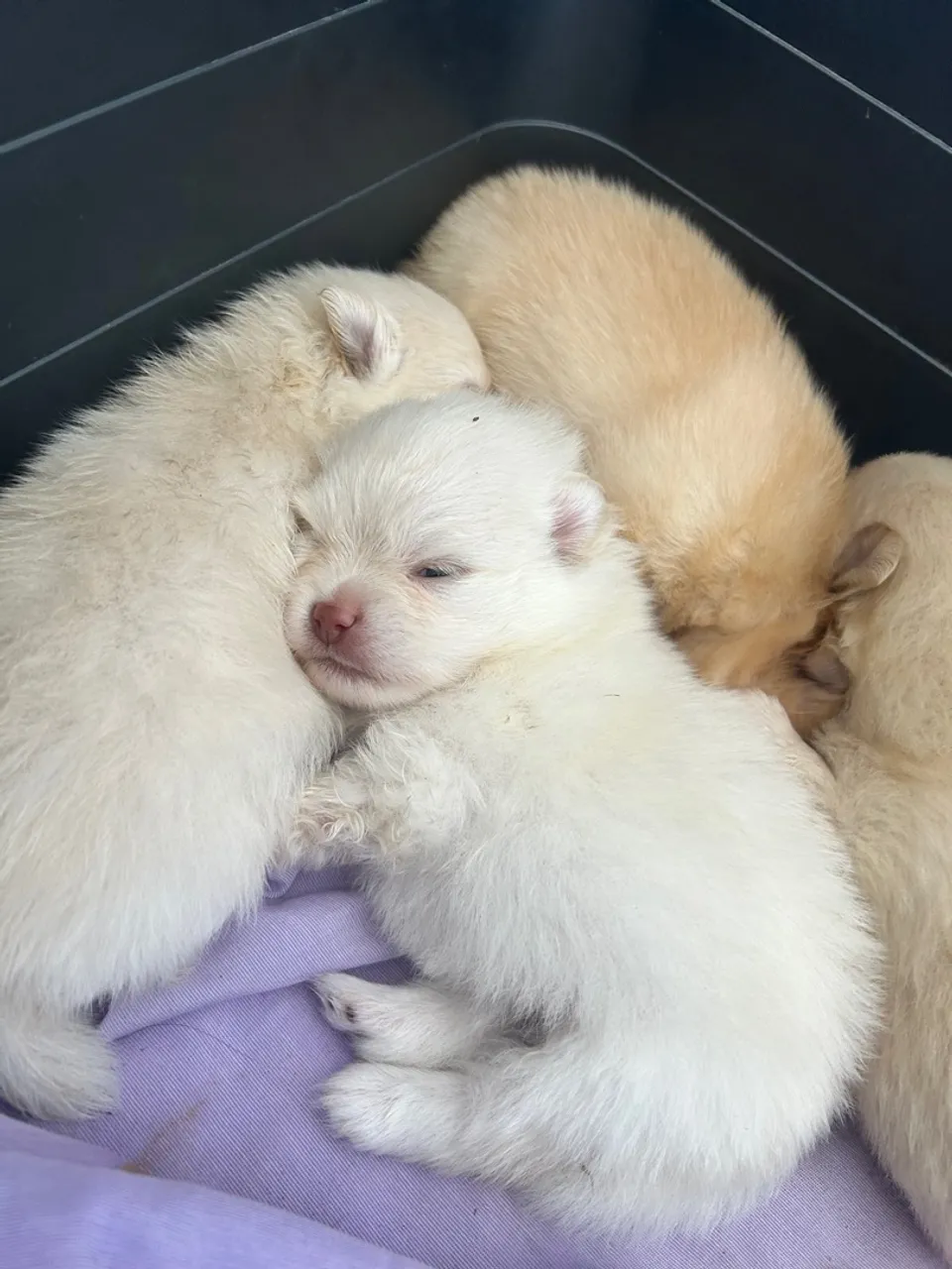 Spitz alemão (Lulu da pomerania)