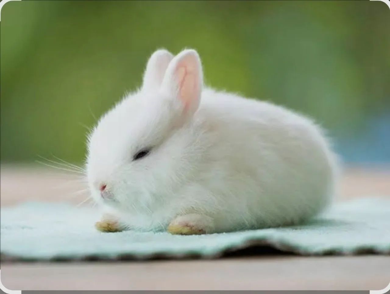 Coelho Mini Anão Netherland dwarft hotot Olhos Azuis ,Várias cores  - Foto 6