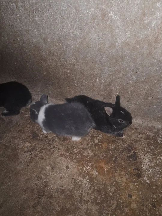 *OFERTA FILHOTES DE MINI COELHO  - Foto 3