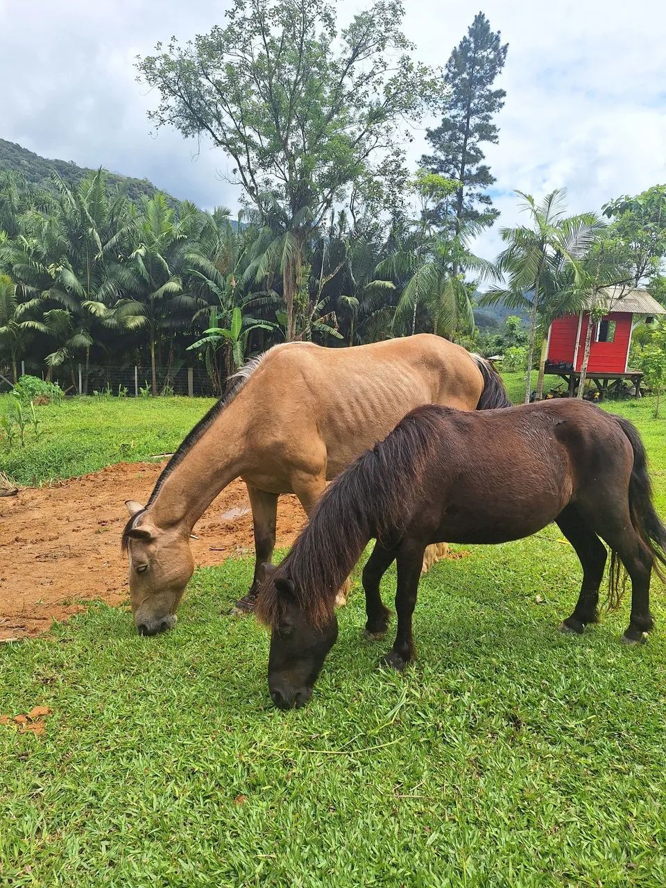 Vendo cavalo crioulo e um pônei  - Foto 5