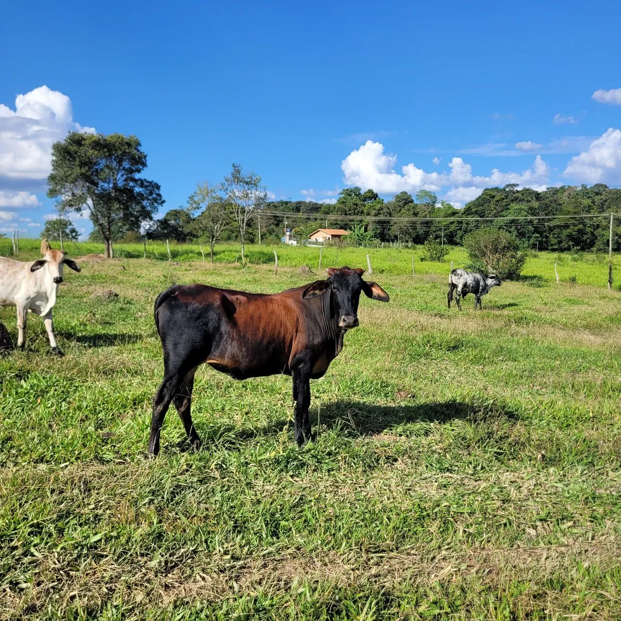 Novilhas para venda - Foto 4
