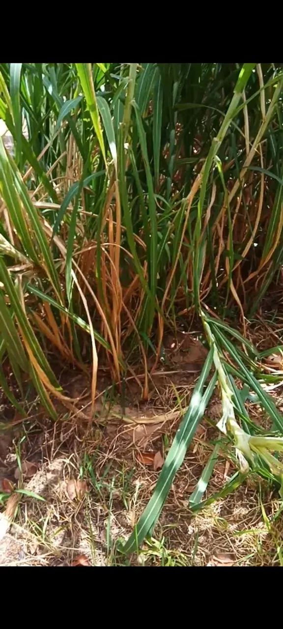 CAPIM ACU,IDEAL PRÁ FAZER SILAGEM, OU ATÉ MESMO OFERECER AOS ANIMAIS, Capim de qualidades - Foto 6