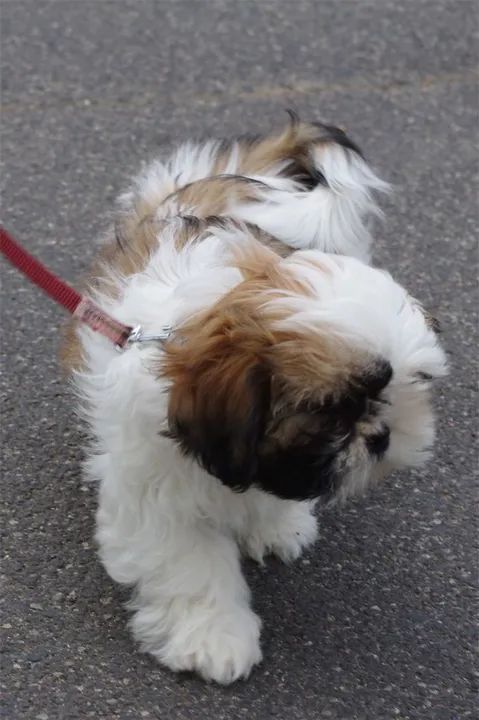 Shih Tzu Lindos!!