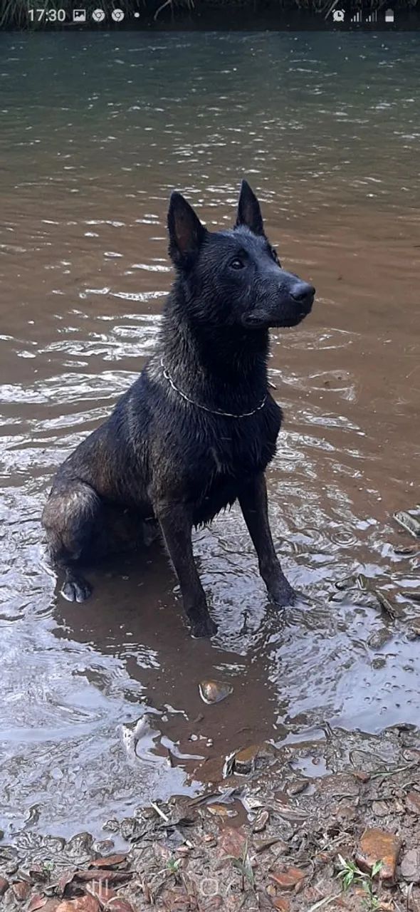 Cobertura de Pastor belga de malinóis
