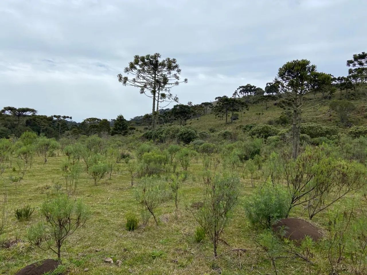 Terreno de altitude com 24 hectares à venda em Urubici/ São Joaquim. - Foto 5
