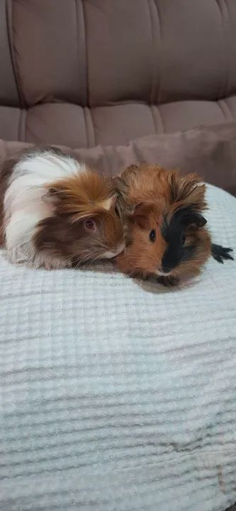 Dois porquinhos da índia fofinhos para adoção - Foto 2