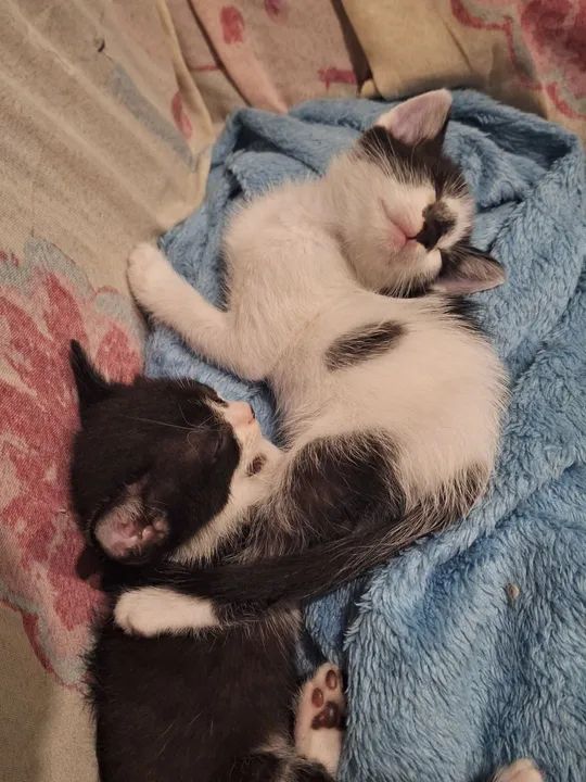 DOAÇÃO GATO FILHOTE