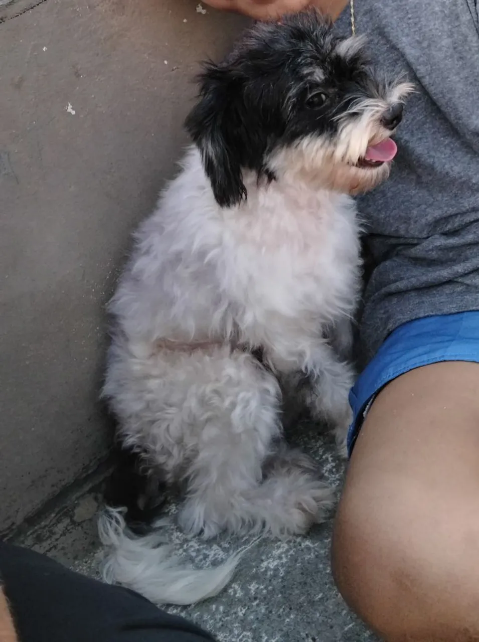 cachorrinha para cruzar