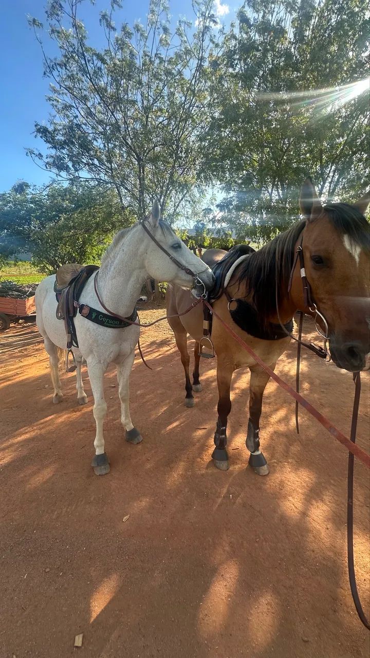 Cavalo de vaquejada - Foto 4