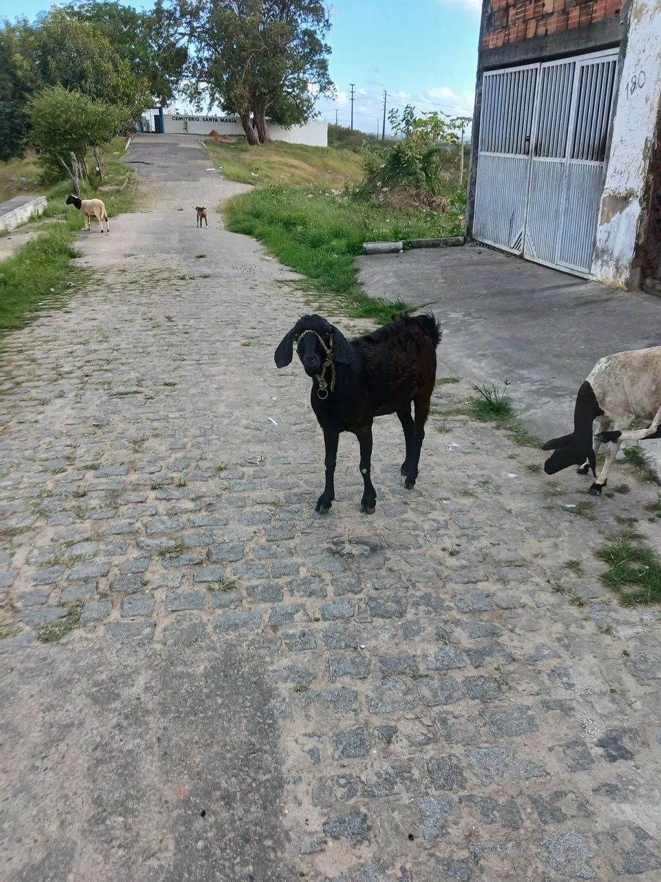 Cabra