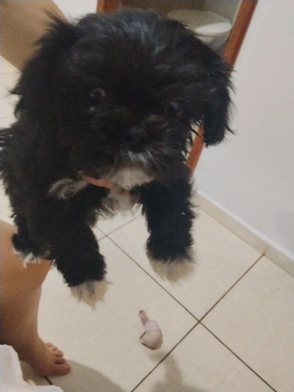 Cachorro - Shitzu  - Foto 3