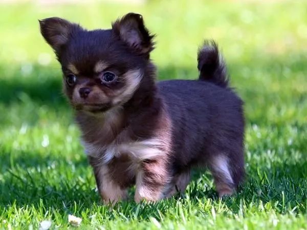 chihuahua minis 