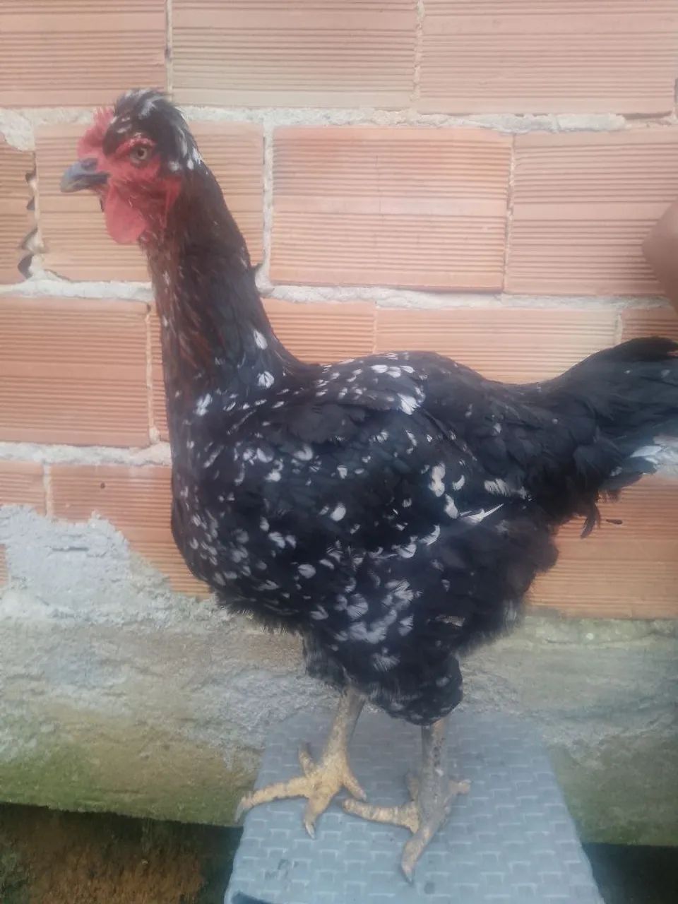 Ovos galados de Gsb - Foto 2