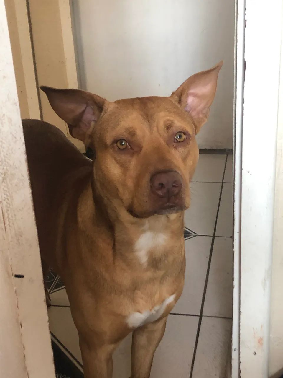 Doa-se cachorro  - Foto 2