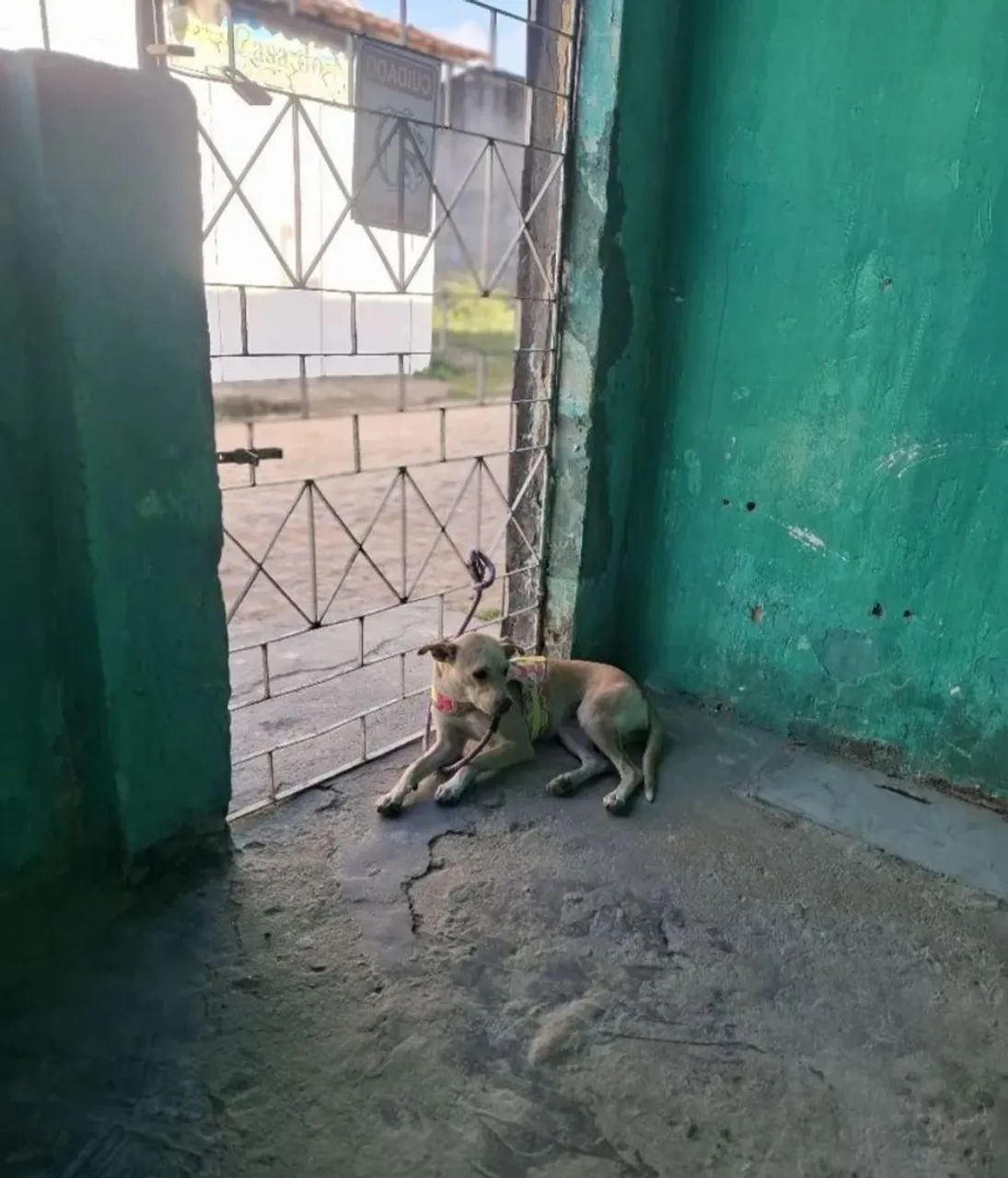 Cachorrinha  - Foto 3