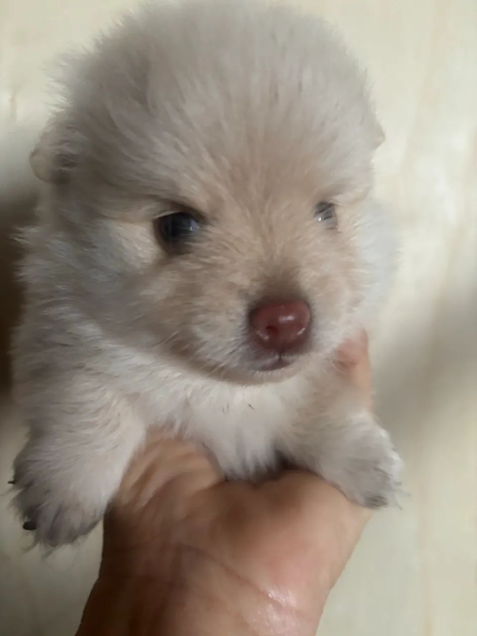 Filhote de Spitz macho - Foto 4