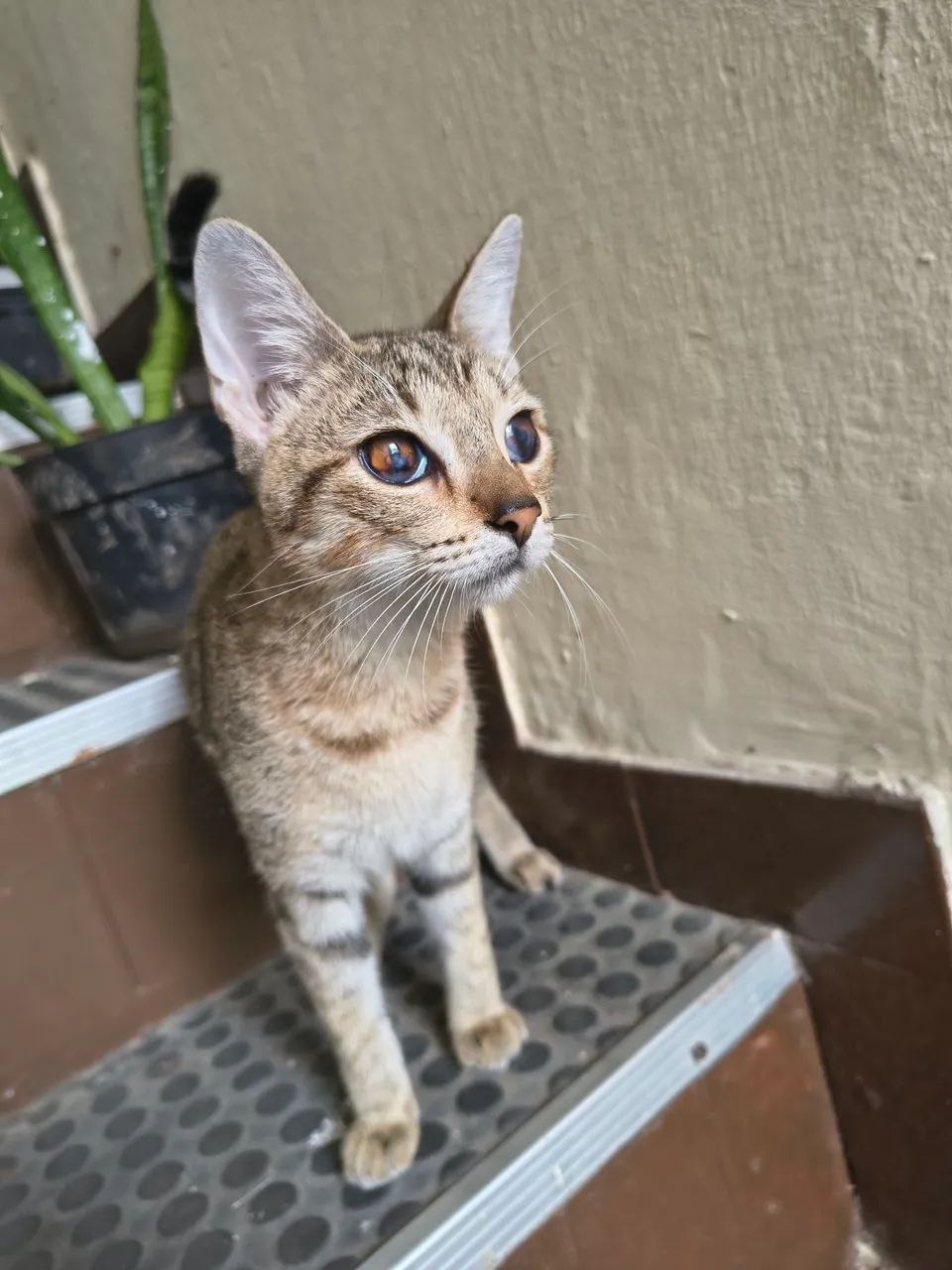 Adoção responsável - gata - Foto 3